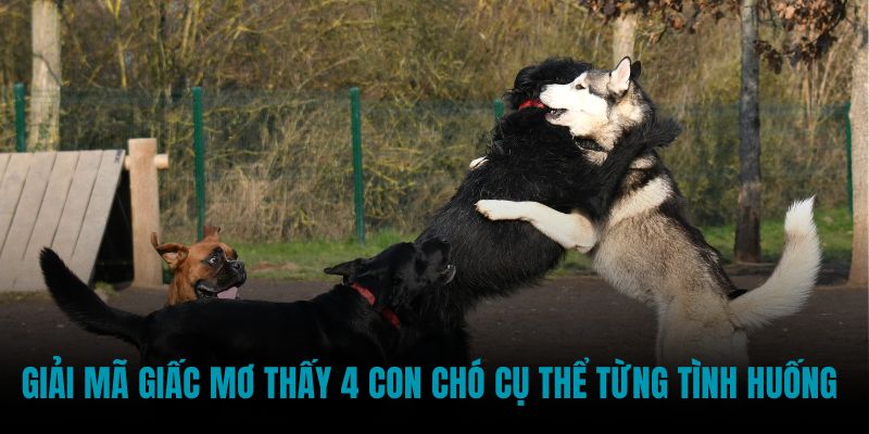 Giải mã giấc mơ thấy 4 con chó cụ thể từng tình huống 
