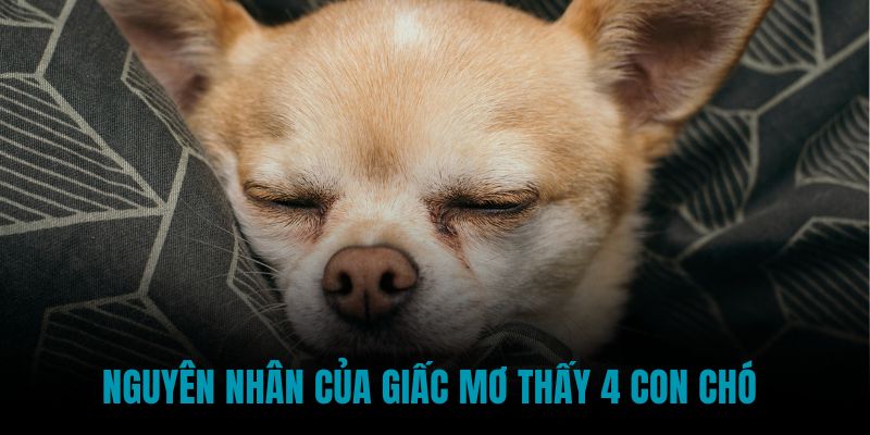 Nguyên nhân của giấc mơ thấy 4 con chó 