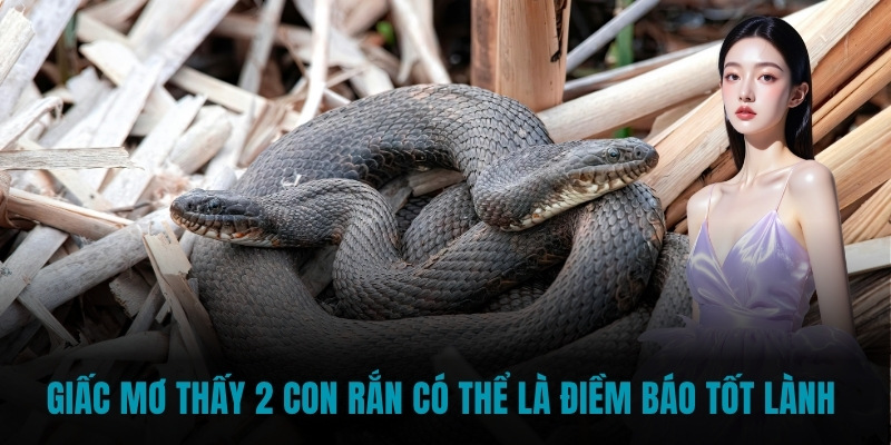 Giấc mơ thấy 2 con rắn có thể là điềm báo tốt lành