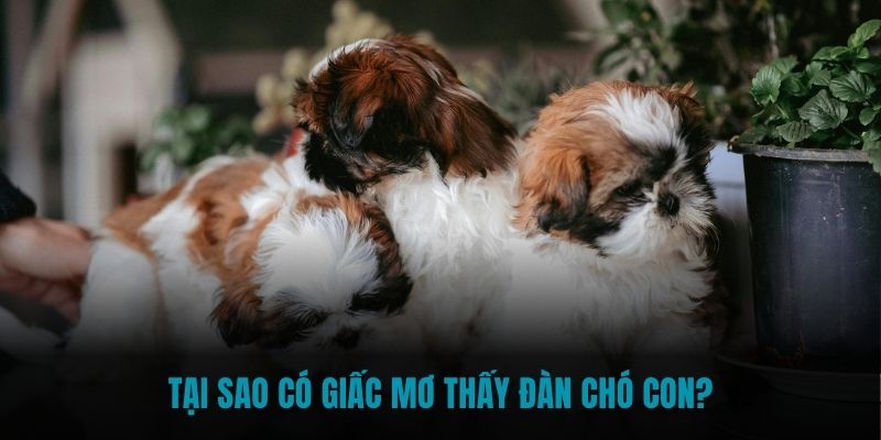 Tại sao có giấc mơ thấy đàn chó con?