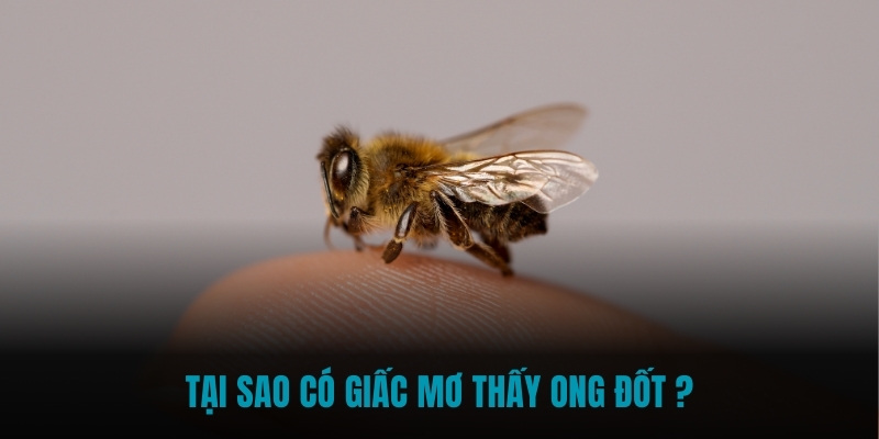 Tại sao có giấc mơ thấy ong đốt ?