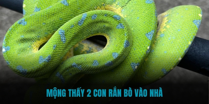 Mộng thấy 2 con rắn bò vào nhà báo hiệu sắp có tài lộc Mộng thấy 2 con rắn bò vào nhà báo hiệu sắp có tài lộc