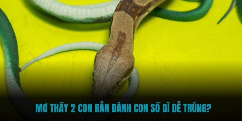 Mơ thấy 2 con rắn đánh con số gì dễ trúng? Mơ thấy 2 con rắn đánh con số gì dễ trúng?