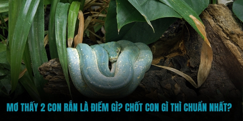 Mơ thấy 2 con rắn