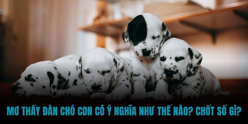 mơ thấy đàn chó con