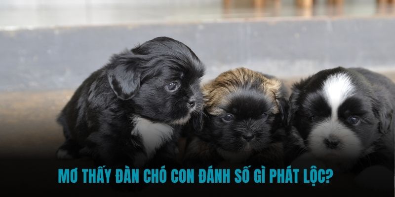 Mơ thấy đàn chó con đánh số gì phát lộc?