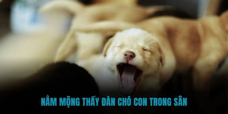 Nằm mộng thấy đàn chó con trong sân nhà hàng xóm