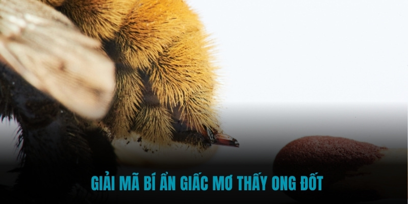 Giải mã bí ẩn giấc mơ thấy ong đốt 