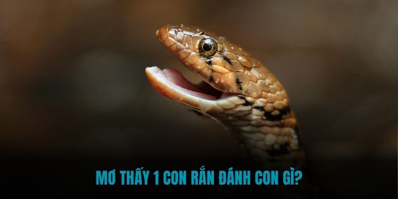 Mơ thấy 1 con rắn đánh con gì để mang tài lộc về nhà?