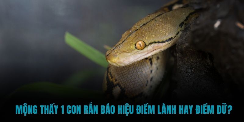 Mộng thấy 1 con rắn báo hiệu điềm lành hay điềm dữ?