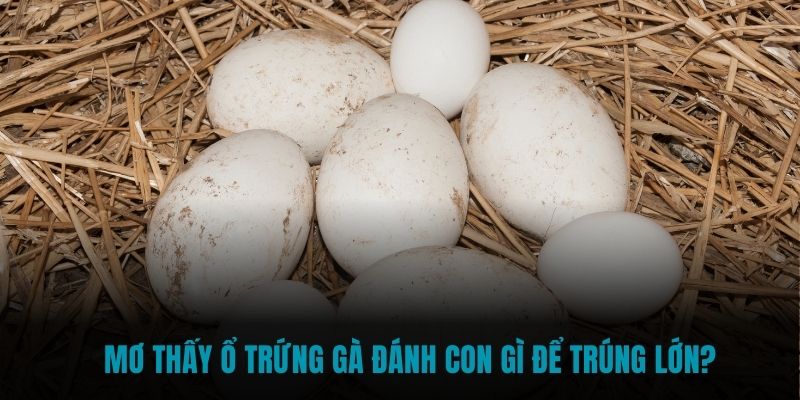 Mơ thấy ổ trứng gà đánh con gì để trúng lớn?
