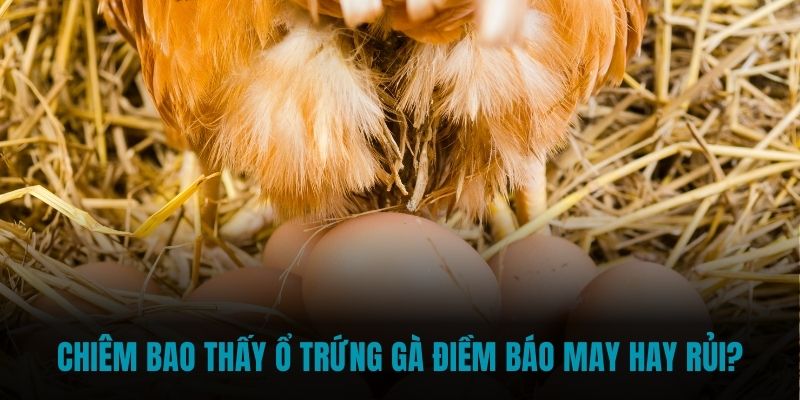 Chiêm bao thấy ổ trứng gà điềm báo may hay rủi?